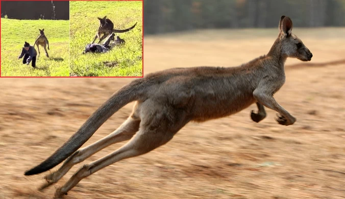 Turystka chciała pogłaskać kangura. Ten miał dla niej inną "propozycję"