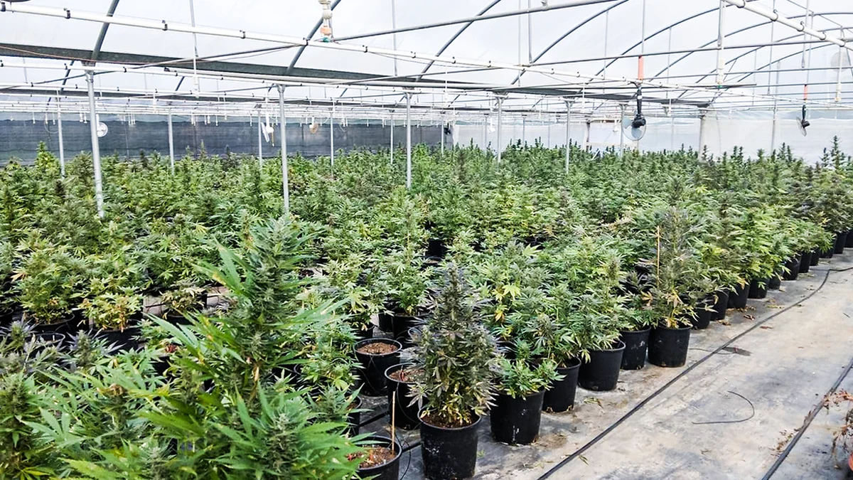 Policjanci CBŚP przekazali włoskim funkcjonariuszom informację o dużej plantacji marihuany w miejscowości Terracina we Włoszech. Dzięki temu włoscy policjanci zatrzymali trzy osoby i zabezpieczyli 130 kg marihuany i 2,7 tys. krzewów konopi. "Z takiej ilości roślin można by uzyskać 1,4 tony marihuany, wartej na czarnym rynku europejskim ponad 76 mln zł" – przekazało CBŚP.