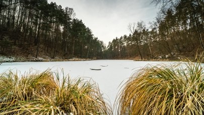 Chcesz choinkę z Pustyni Błędowskiej? W sobotę akcja "Przygarnij sosnę na święta"