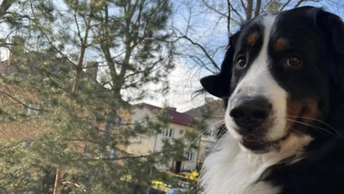 Co najmniej 3 psy zmarły w wyniku zatrucia w ciągu ostatnich tygodni. Zwierzęta łączy jedno: ich właściciele regularnie odwiedzali z nimi park im. Waleriana Pawłowskiego na szczecińskim Pogodnie. Wśród otrutych zwierząt jest Borys, berneńczyk pana Roberta, który wraz z sąsiadami próbuje wytropić truciciela.