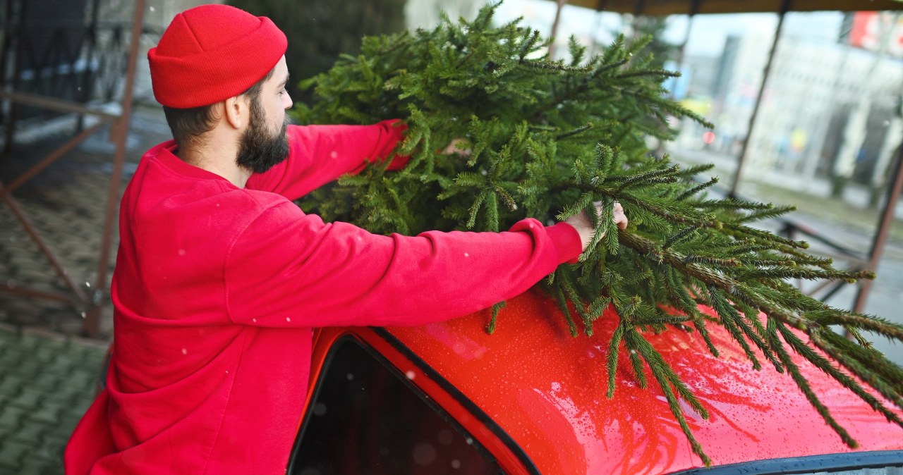 Jak bezpiecznie przewieźć choinkę samochodem? Wielu kierowców o tym nie wie