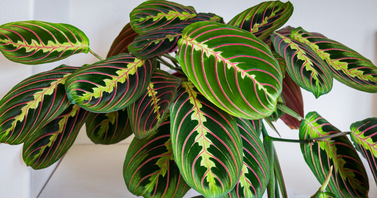 Rozmodlona roślina zachwyca kolorami. Nocą rozkręca magiczny spektakl