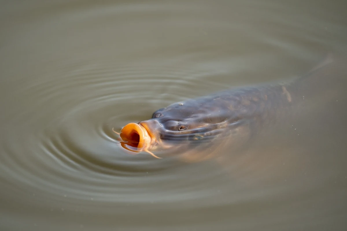 Tegoroczna wigilia będzie wyjątkowo droga - mocno podrożały produkty potrzebne do przygotowania tradycyjnej kolacji, w tym ryby. Karp, z ryby popularnej i taniej, staje się powoli towarem luksusowym. "Cena filetu z karpia zrównała się z ceną polędwicy z dorsza".