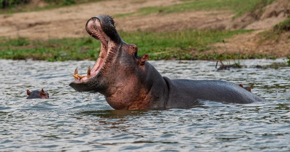 ​Dwuletni Paul Iga cudem przeżył połknięcie przez hipopotama, informuje ugandyjska policja, cytowana przez światowe media. Chłopiec bawił się nad jeziorem Edwarda na granicy Ugandy i Demokratycznej Republiki Konga, kiedy został zaatakowany przez zwierzę, udało się go uratować dzięki mężczyźnie, który obrzucił hipopotama kamieniami, który wypluł dziecko i uciekł.