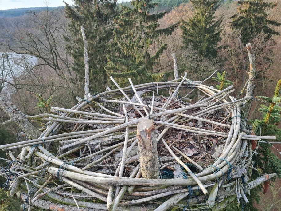 /nadleśnictwo Sieraków  /Materiały prasowe