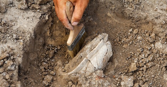 381 zabytków - w tym porcelanę, naczynia, monety oraz przedmioty osobiste odkryto podczas badań archeologicznych na terenie dawnego obozu pracy przymusowej na wrocławskich Sołtysowicach. Znaleziono także ludzkie szczątki - podał IPN.