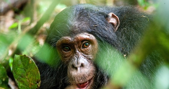 Trzy szympansy, które w środę wydostały się z klatki z zoo w Szwecji, zostały schwytane - podał park dla zwierząt Furuvik pod Gavle, 180 km na północ od Sztokholmu. Potwierdzono, że w wyniku obławy zastrzelono cztery inne osobniki, w tym słynnego samca Santiano.