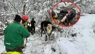 Nietypowa akcja w Ledze. Strażacy ratowali krowę