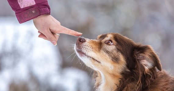 Pracownicy Urzędu Miejskiego w Aleksandrowie Łódzkim po raz kolejny postanowili zatroszczyć się kolejnym bezdomnym psem. Wcześniej opiekowali się suczką odebraną właścicielowi, który się nad nią znęcał. Była w bardzo złym stanie - skatowana, skrajnie wygłodzona, z obciętym ogonem. Do gmachu przy placu Kościuszki trafiła w wieku 15 lat. Przez kolejne 6 urzędnicy otoczyli ją opieką i zapewnili kochający dom - podaje portal tulodz.pl.