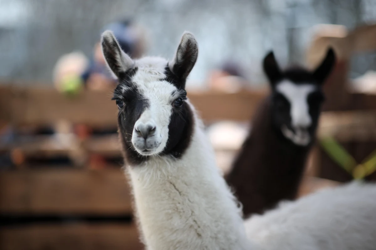 Już po raz 30. będzie można w Krakowie oglądać żywą szopkę organizowaną przez braci franciszkanów. To jedna z krakowskich bożonarodzeniowych tradycji. Wydarzeniu będą towarzyszyć występy zespołów, wspólne kolędowanie i nie tylko.