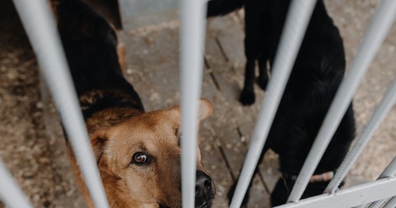 Zarzut znęcania się nad zwierzętami ze szczególnym okrucieństwem usłyszał były kierownik schroniska dla bezdomnych zwierząt w Kościerzynie - poinformowała Prokuratura Okręgowa w Gdańsku.