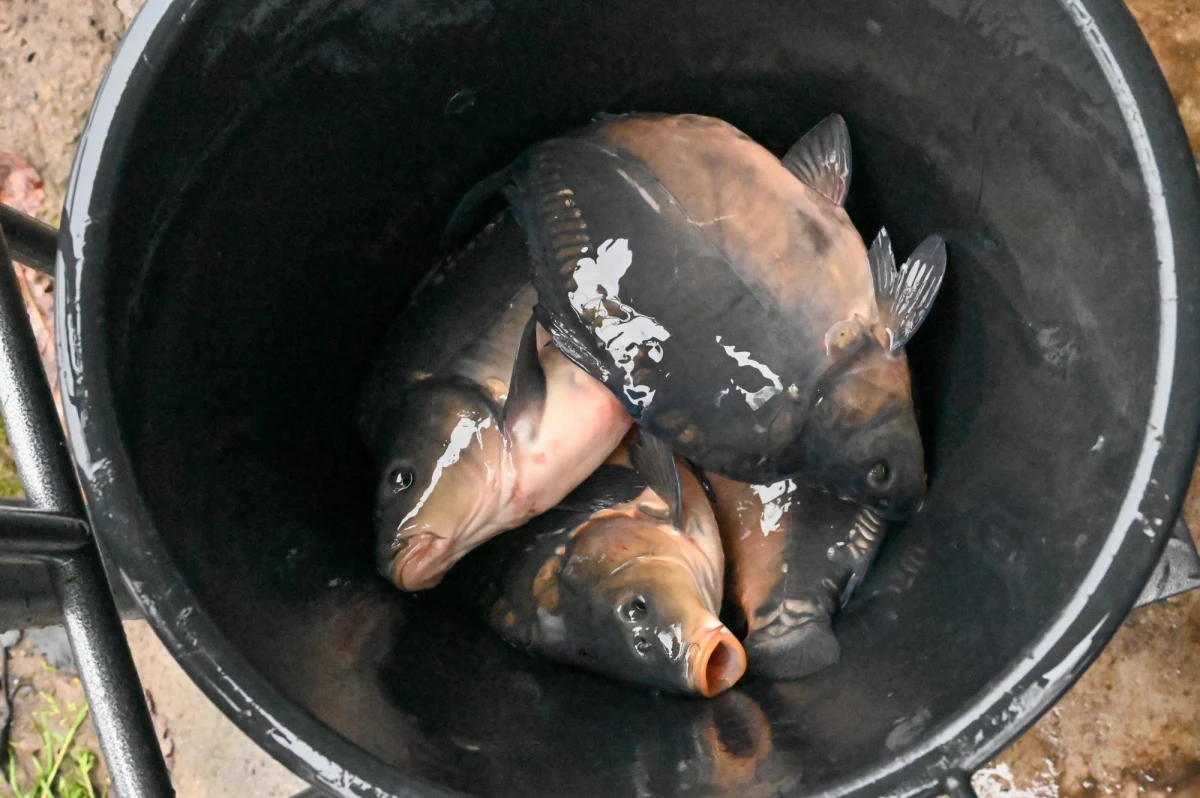 35-latek zabijał karpie bez ogłuszania. Usłyszał zarzuty znęcania się nad zwierzętami ze szczególnym okrucieństwem – powiedziała oficer prasowy ostrowskiej policji mł. asp. Małgorzata Michaś.