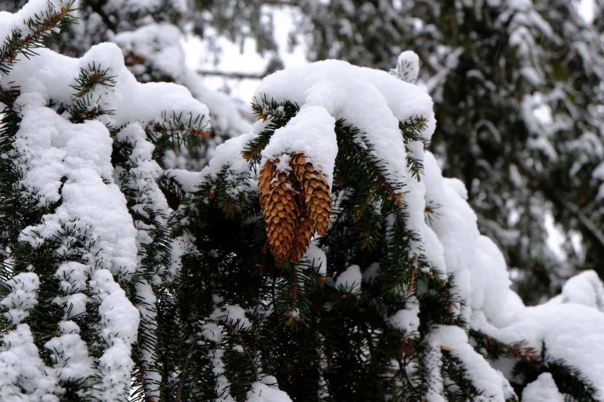 Zaledwie jeden dzień dzieli nas od wigilii Bożego Narodzenia. Chociaż od kilku dni trwa gwałtowna odwilż, a w wielu miejscach temperatura na plusie utrzymuje się nawet w nocy, wciąż nie tracimy nadziei na białe święta. Synoptycy nie zostawiają jednak złudzeń. Najbliższe dni to dodatnia temperatura i opady deszczu.