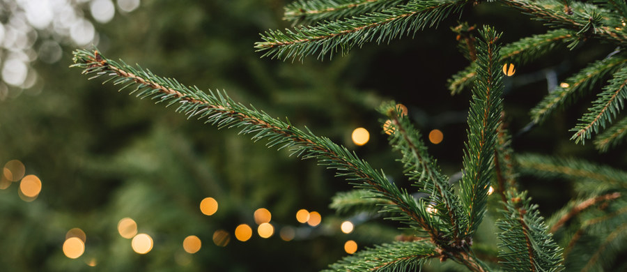 Niektórzy nie wyobrażają sobie świąt bez pachnącego drzewka. Jego aromatyczny zapach ma właściwości lecznicze. Tymczasem to co wieszamy na choince, może nas uczulić. Amerykańscy naukowcy nawet stworzyli termin "Christmas tree syndrome", czyli syndrom świątecznego drzewka. 