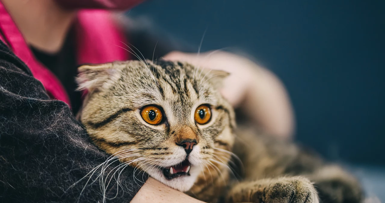  Dlaczego koty boją się ogórków? Banalne wytłumaczenie ich strachu