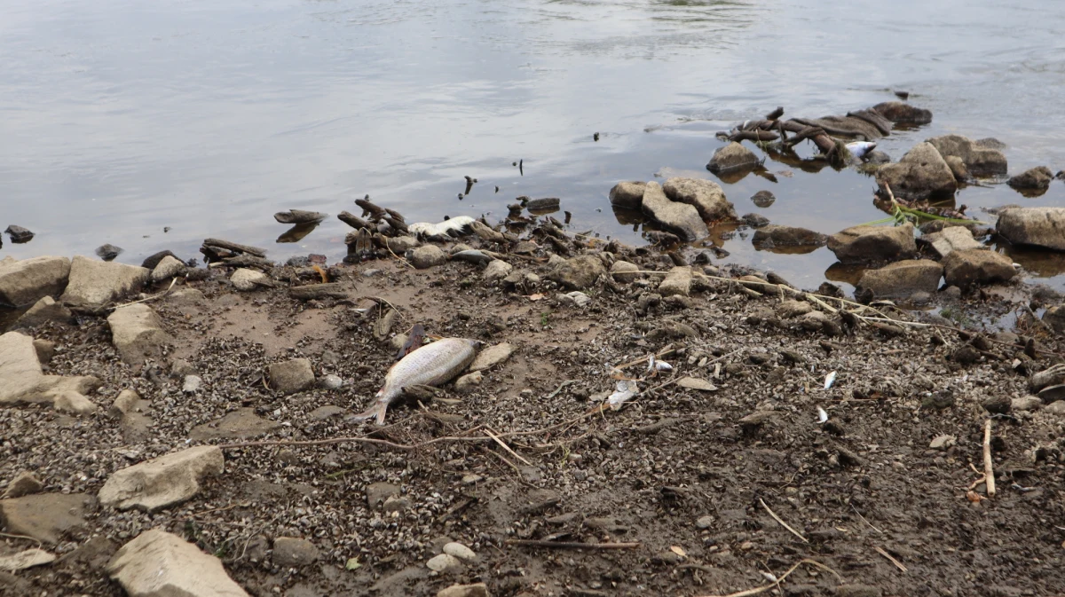Ponad 400 świadków przesłuchano do tej pory w prowadzonym od sierpnia przez wrocławską prokuraturę śledztwie ws. masowego śnięcia ryb i zanieczyszczenia Odry. Jak dotąd nikt nie usłyszał zarzutów.