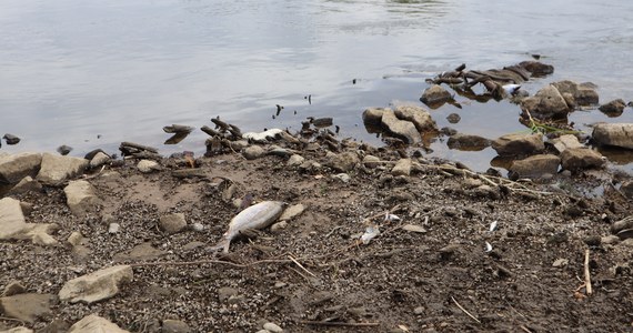 Ponad 400 świadków przesłuchano do tej pory w prowadzonym od sierpnia przez wrocławską prokuraturę śledztwie ws. masowego śnięcia ryb i zanieczyszczenia Odry. Jak dotąd nikt nie usłyszał zarzutów.