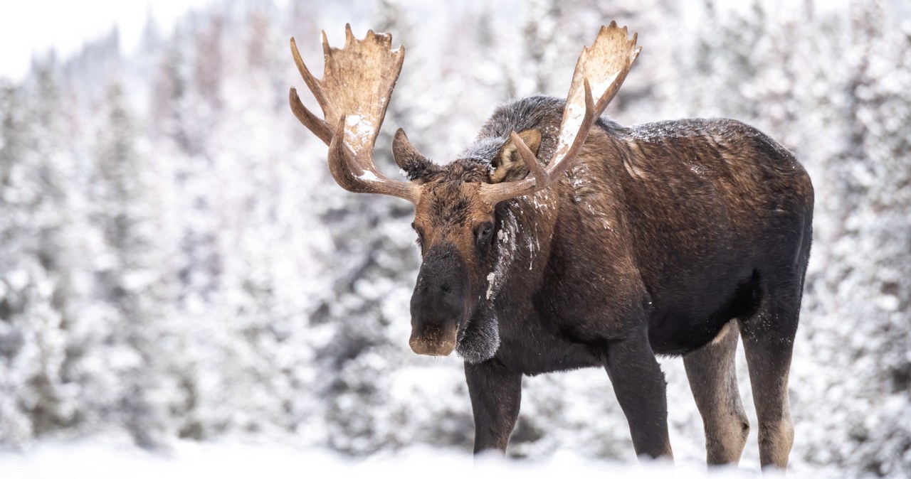 Łoś biegał po centrum miasta w Polsce. To może zdarzać się częściej