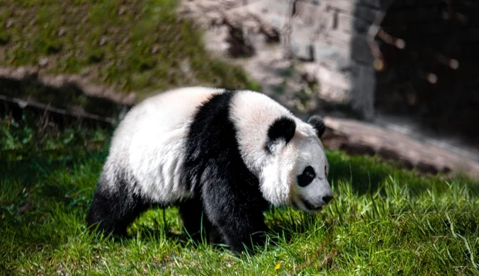 Samiec pandy urodzony w holenderskim zoo okazał się być samicą