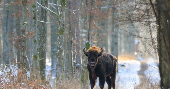 Żyjące na wolności stado żubrów w Puszczy Boreckiej na Mazurach liczy około 150 sztuk - szacują leśnicy. Część stada może zostać przesiedlona.