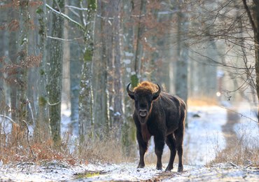 W Puszczy Boreckiej żyje coraz więcej żubrów
