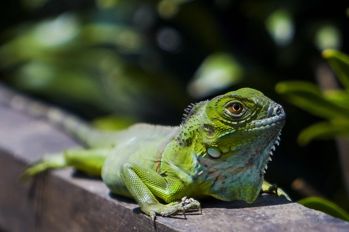 Zima w USA dotarła do krainy słońca - Florydy. Kiedy spada tam temperatura, spadają też legwany… z drzew. Mieszkańcy tego amerykańskiego stanu co rusz natrafiają na leżące w trawie, zastygłe w bezruchu gady. 