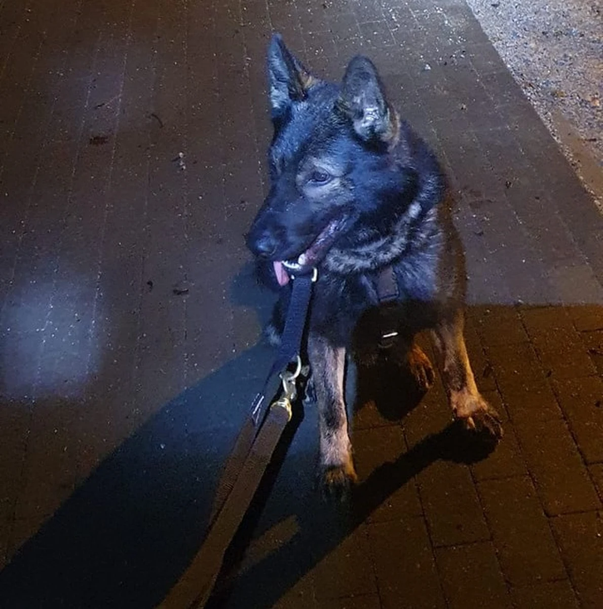 To wigilijna historia z happy endem - mówią policjanci. 24 grudnia 60-letnia kobieta wyszła z domu na terenie powiatu gnieźnieńskiego i zaginęła. Odnalazł ją policyjny pies - Rambo.