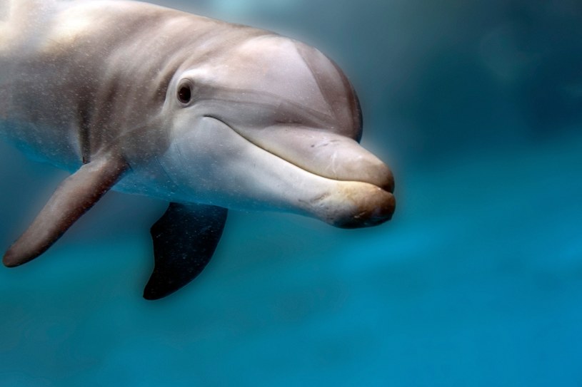Delfiny Rośliny i zwierzęta - najważniejsze informacje