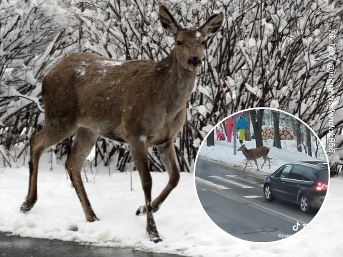 Film z łanią z Zakopanego robi furorę w sieci. Zwierzę ostrożnie podchodzi do przejścia dla pieszych, rozgląda się, czy może bezpiecznie przejść na drugą stronę ulicy, a następnie z gracją przemieszcza się po "zebrze". "Pełna kulturka" - napisano na profilu Lubuskich Łowców Burz na Facebooku.