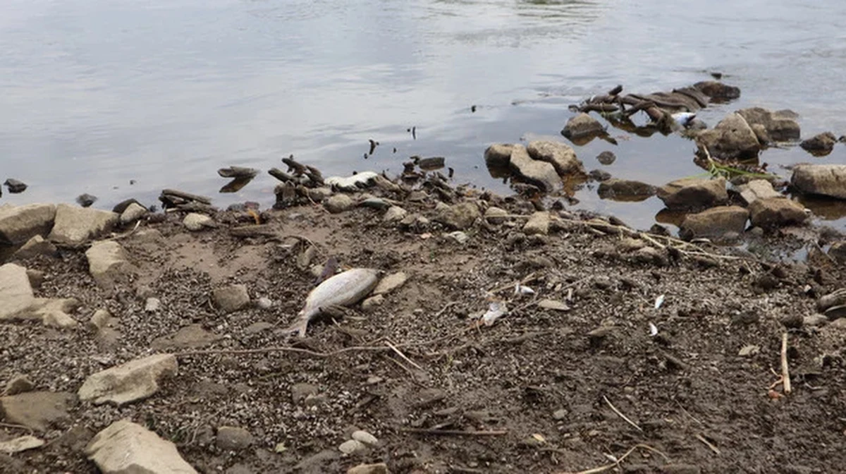 Bardzo mało wniosków o pieniądze dla przedsiębiorców dotkniętych skutkami katastrofy ekologicznej na Odrze. Do Zakładu Ubezpieczeń Społecznych na Dolnym Śląsku wpłynęło ich zaledwie 15, a termin mija z końcem roku. Jaki może być tego powód?