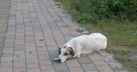 Policja od początku grudnia dostaje zgłoszenia od mieszkańców stolicy, którzy są zaniepokojeni znajdowanymi podczas spacerów "pułapkami". Z czasem takich zabójczych dla czworonogów kawałków mięsa zaczęło pojawiać się coraz więcej. Sprawą zajmuje się teraz dzielnicowy oraz administracja.