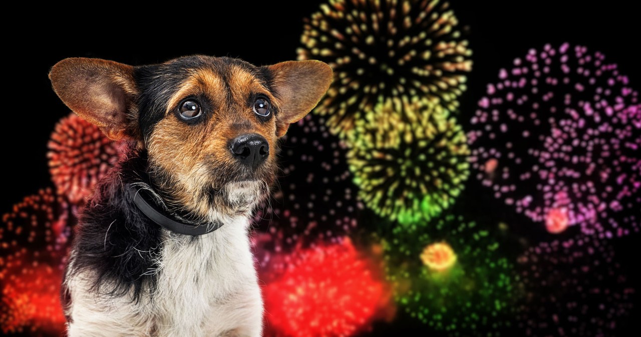 Kilkanaście zwierząt poniosło śmierć w strachu przed fajerwerkami w Nowy Rok Kilkanaście zwierząt poniosło śmierć w strachu przed fajerwerkami w Nowy Rok