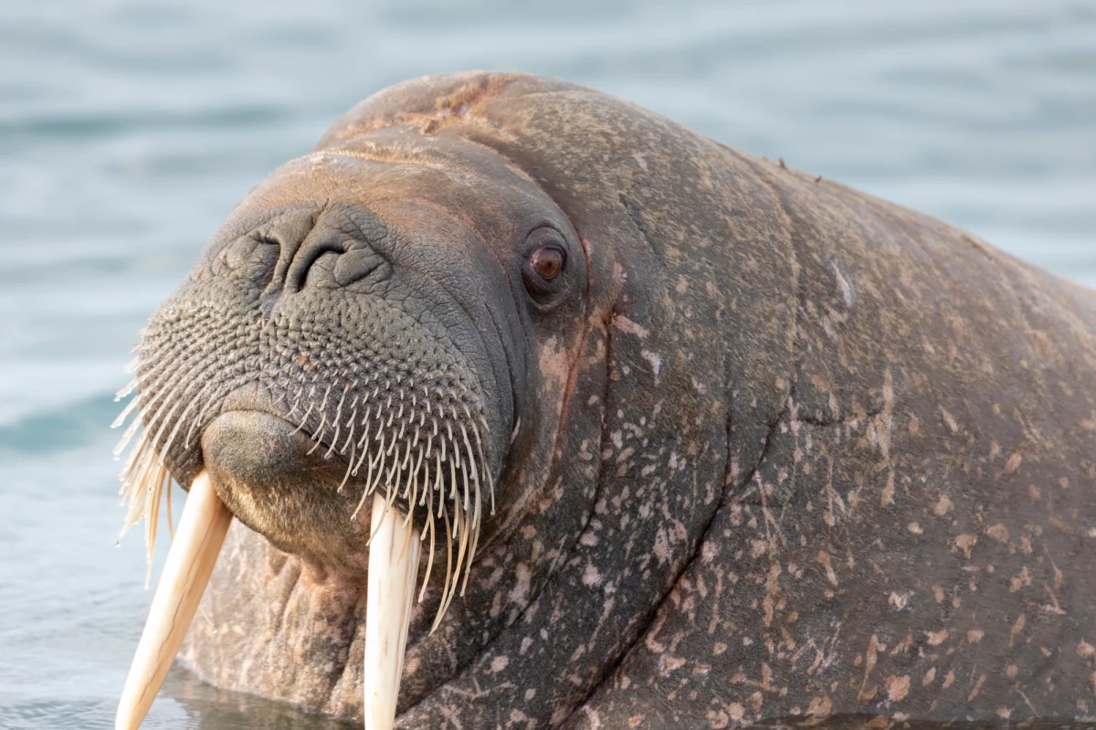 ​Arktyczny mors odpoczywający w miejskim porcie w Scarborough w północno-wschodniej Anglii wywołał niemałe zamieszanie i ogromne zainteresowanie wśród lokalnej społeczności. Mieszkańcy w trosce o bezpieczeństwo "olbrzyma" apelowali o odwołanie noworocznego pokazu sztucznych ogni. Gigantyczny ssak przybył do tej miejscowości właśnie w sylwestra.