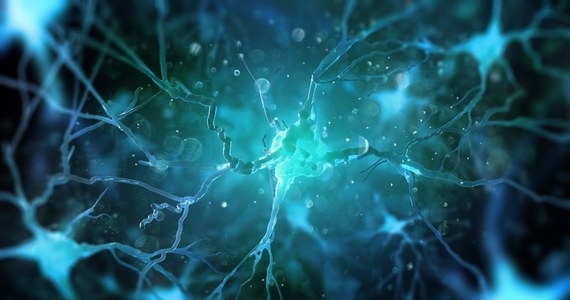 ​Ludzkie organoidy mózgowe, czyli hodowane w laboratorium trójwymiarowe mikromodele mózgu ludzkiego, po przeszczepieniu do kory mózgowej myszy reagują na bodźce wzrokowe - podobnie, jak otaczająca je tkanka nerwowa - wykazali naukowcy z USA.