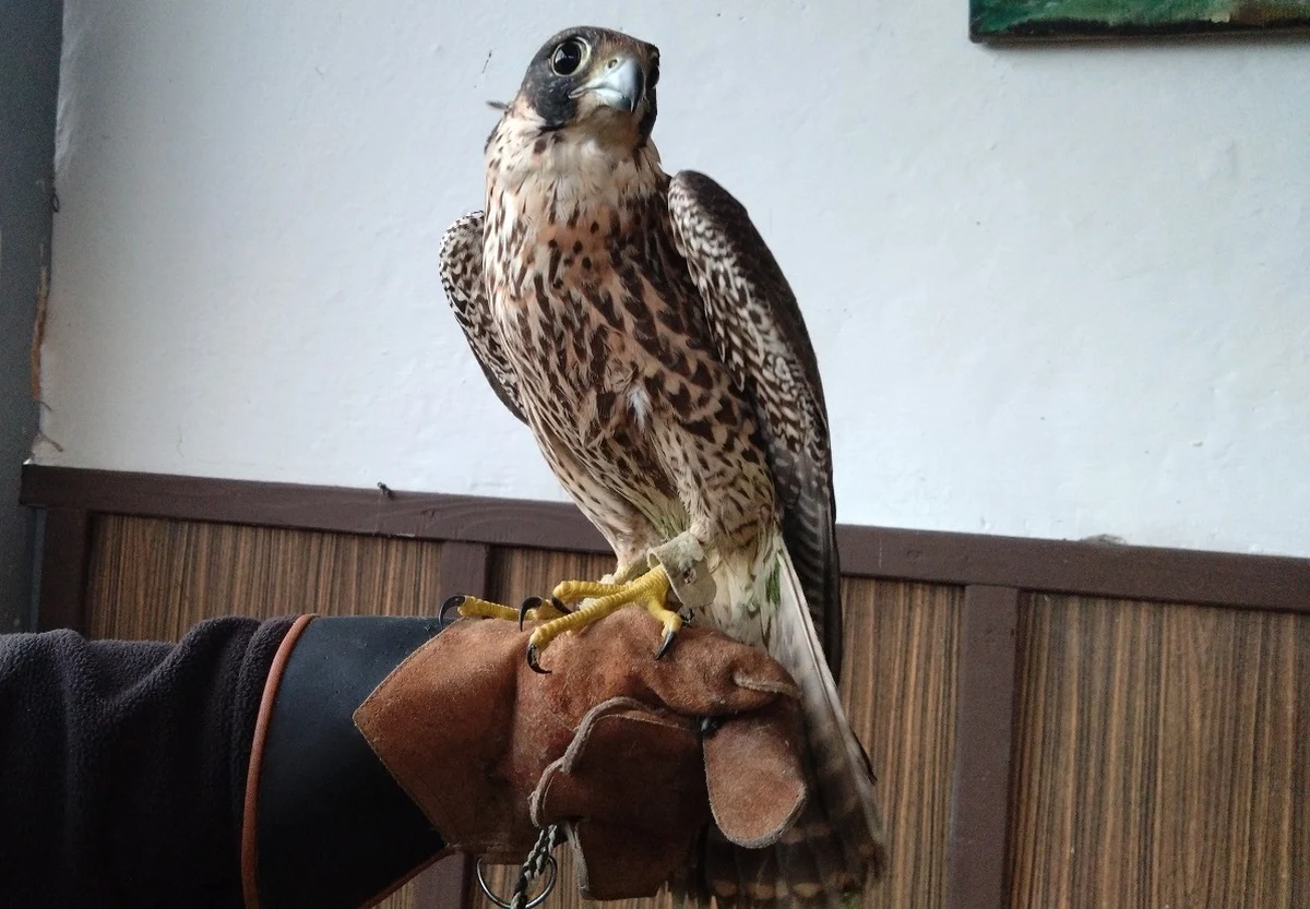 Pięć żywych sokołów ukrytych w bagażach odkryli funkcjonariusze podkarpackiej Krajowej Administracji Skarbowej. 57-letni przemytnik wpadł podczas kontroli na polsko-ukraińskim przejściu granicznym w Medyce. Mężczyzna odpowie za znęcanie się nad zwierzętami. Wszczęto też przeciwko niemu postępowanie karne.
