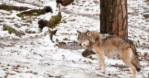 W Szwecji ruszyły największe w naszych czasach polowania na wilki. Do odstrzału jest 75 drapieżników. 