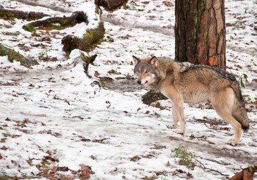 Szwedzi ruszyli na łowy. Polują na wilki