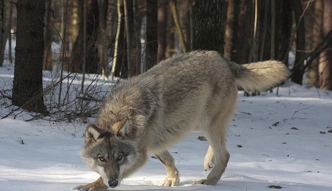 Szwecja: Największy odstrzał wilków w historii. Eksperci alarmują