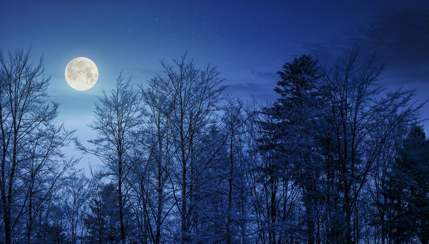 Luna llena de enero de 2023. ¿Qué es la luna llena para un lobo?