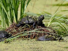Żółw błotny. Osobliwy relikt polskiej przyrody