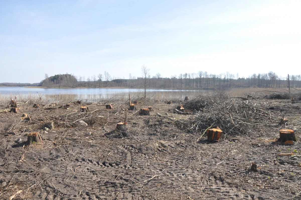 Do Sądu Rejonowego w Giżycku wpłynął akt oskarżenia przeciwko Hubertowi T., który miał zlecić wycinkę 1570 drzew. Do dewastacji przyrody doszło niedaleko Rynu, na terenie Obszaru Chronionego Krajobrazu Krainy Wielkich Jezior Mazurskich.
