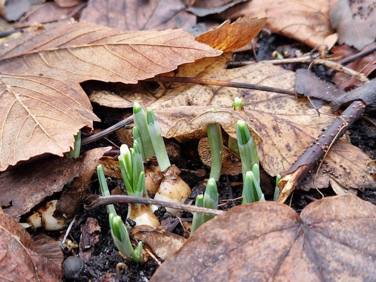 To jeszcze zima czy już przedwiośnie? To aktualne pytanie w Kołobrzegu, gdzie pojawiły się pierwsze przebiśniegi. Zwiastujące wiosnę rośliny można już wypatrzyć w Parku Nadmorskim.