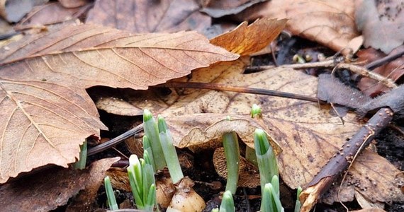To jeszcze zima czy już przedwiośnie? To aktualne pytanie w Kołobrzegu, gdzie pojawiły się pierwsze przebiśniegi. Zwiastujące wiosnę rośliny można już wypatrzyć w Parku Nadmorskim.