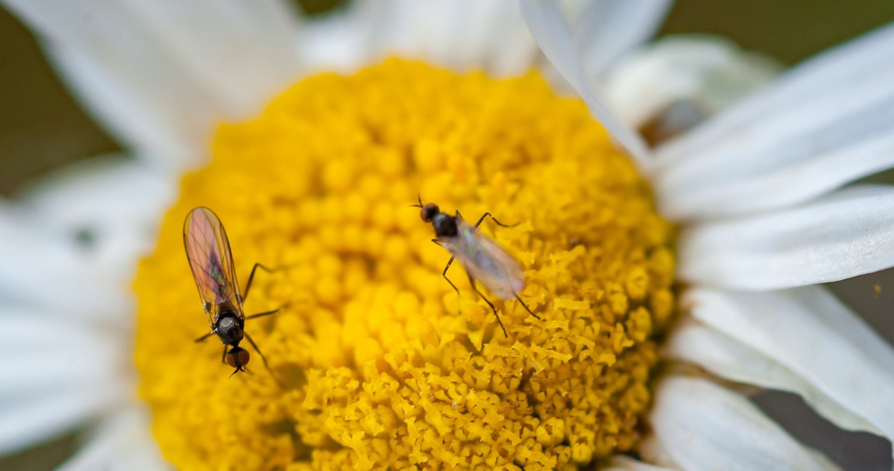Szybko zapomnisz o ziemiórkach. Wystarczy, iż wsypiesz to do doniczki