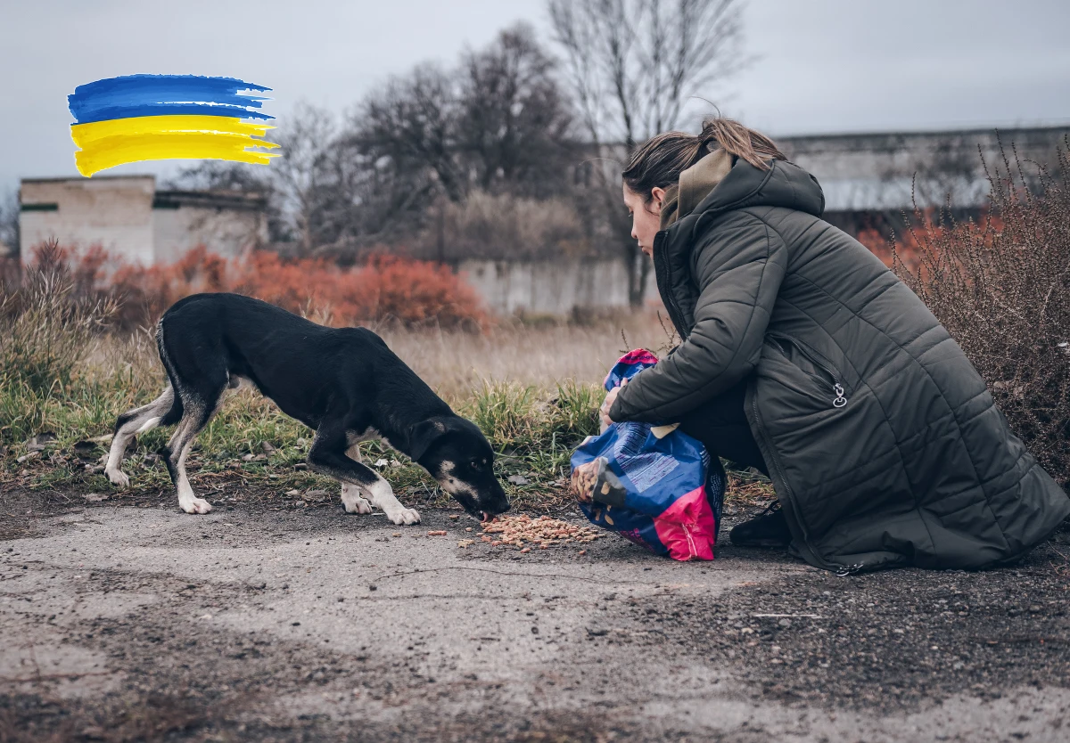 Stowarzyszenie Ekostraż z Wrocławia po raz kolejny wyjeżdża do Ukrainy po ranne i poszkodowane w czasie wojny zwierzęta. Apeluje przy tym o wsparcie finansowe i materialne. Potrzebne są m.in. transportery, karma, czy środki opatrunkowe.
