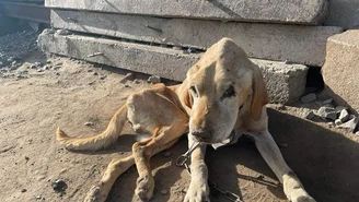 Opolskie: Labrador umierał z głodu i pragnienia. Sprawę umorzono