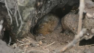 Plaga szczurów w dwóch powiatach. Są wyniki kontroli