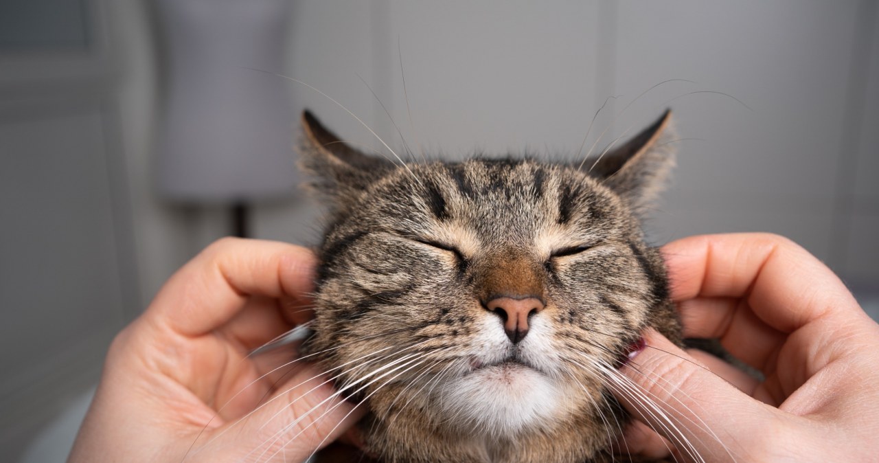 Twój kot tak się zachowuje? To sygnały mówiące o jednej rzeczy