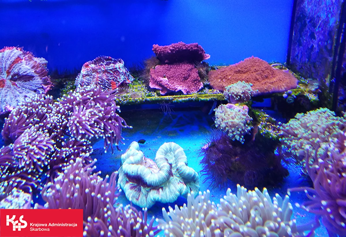 10 okazów koralowców rafotwórczych zatrzymali funkcjonariusze mazowieckiej Krajowej Administracji Skarbowej. Importer nie posiadał zezwolenia na przywóz tych okazów. 