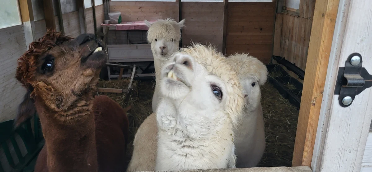 Mając sztuczną choinkę bożonarodzeniową nie martwimy się o miejsce, w którym będziemy trzymać ją przez najbliższe 10 miesięcy. Jednak ono zawsze się znajdzie. Większy problem pojawia się, gdy mamy żywe drzewko i nie wiemy co z nim zrobić. Rozwiązanie przychodzi samo. W zagrodzie Wojtkowyje czyli Alpaka i Dzik pod Gorzowem Wielkopolskim, zbierane są właśnie choinki, którymi później karmione są... alpaki.